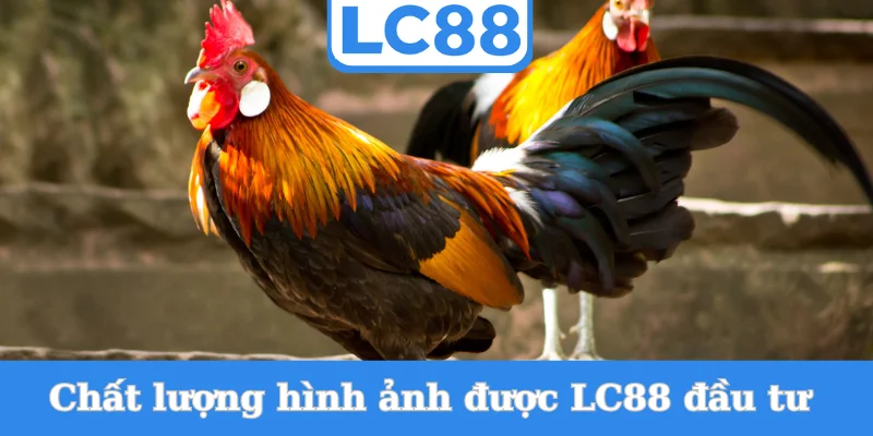 chat-luong-hinh-anh-duoc-lc88-dau-tu