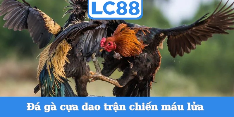 da-ga-cua-dao-tran-chien-mau-lua
