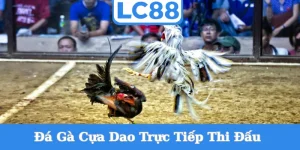 da-ga-cua-dao-truc-tiep