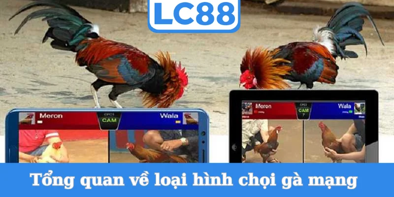 tong-quan-ve-loai-hinh-choi-ga-mang