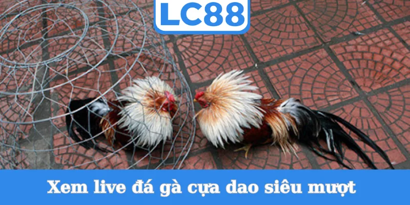 xem-live-da-ga-cua-dao-sieu-muot